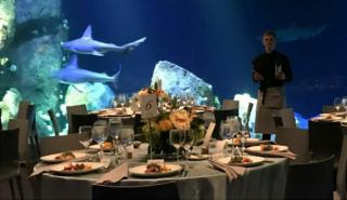 New Bar Bat Mitzvah Event Space, Ocean Wonders: Sharks!