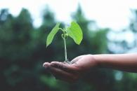 For Tu BiShvat: A Mitzvah Project that Grows 
