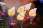 Mitzvah Market - Bar/Bat Mitzvah Planning Resource