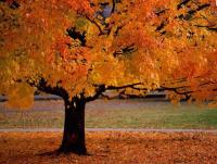 Fall Edible Favors To Flip Over