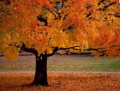 Fall Edible Favors To Flip Over