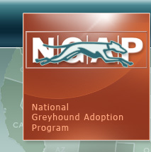 National Greyhound Adoption Program
